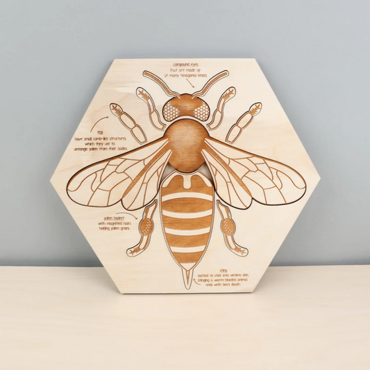 Bee Anatomy Wooden Puzzle