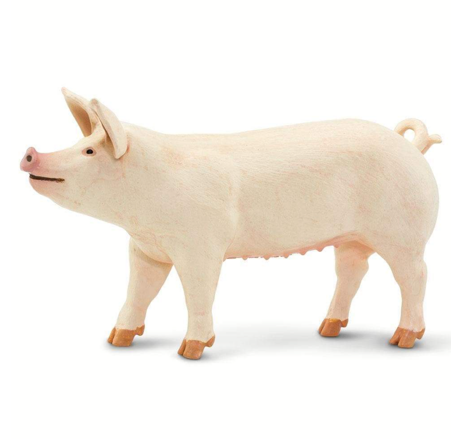 Large White Pig - 100269