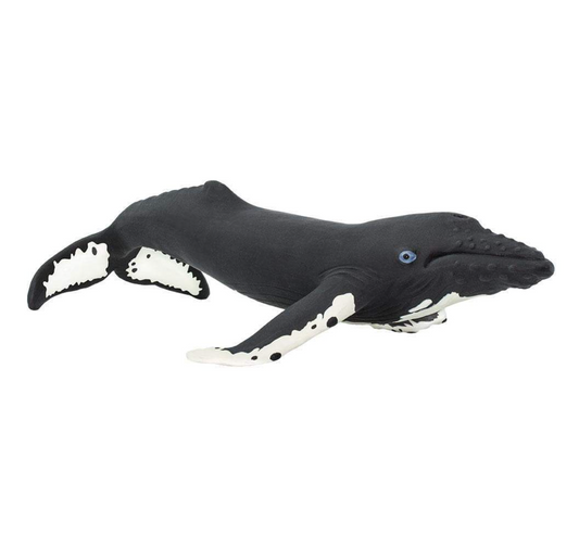 Humpback Whale-202029
