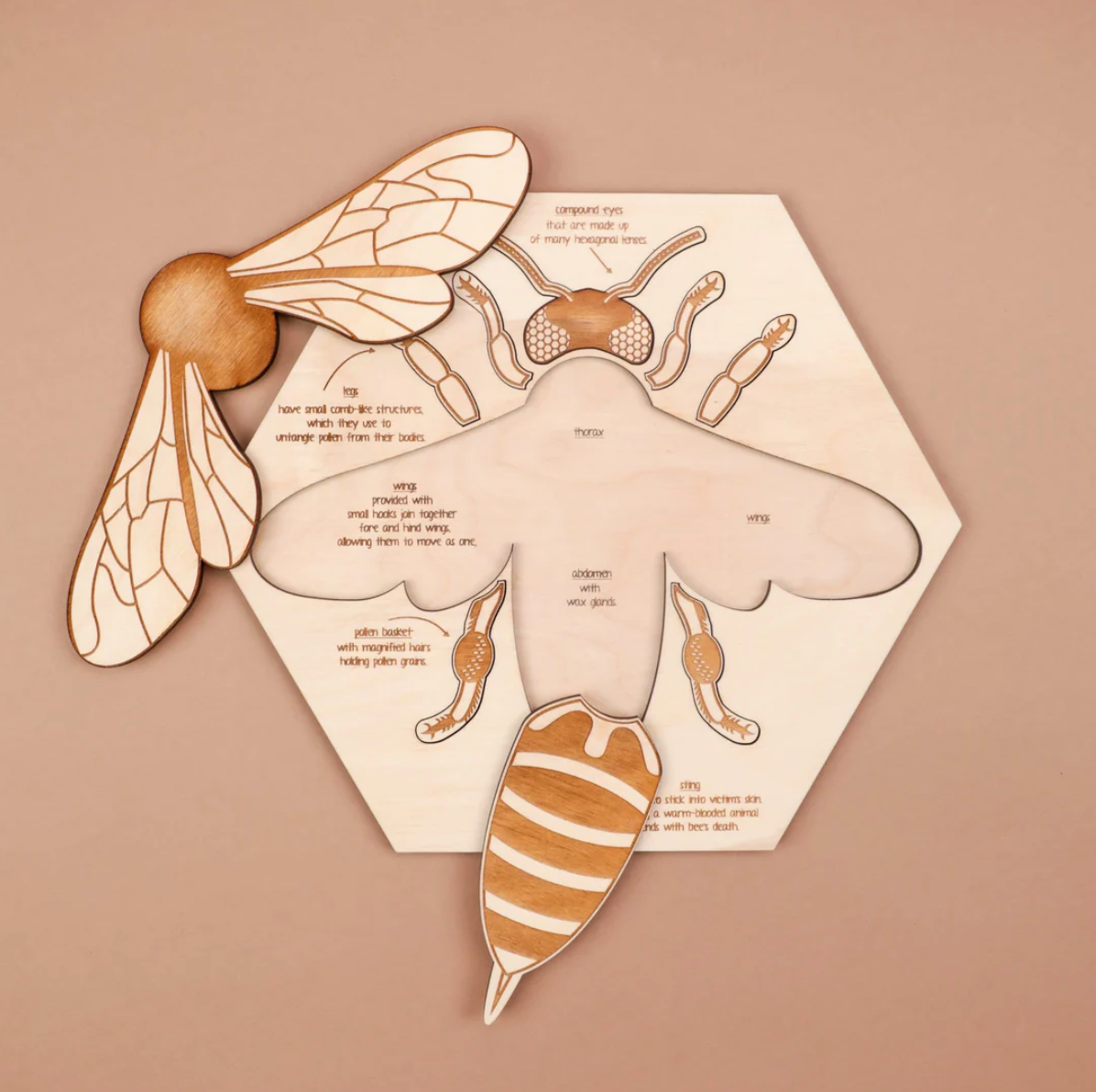 Bee Anatomy Wooden Puzzle