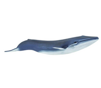 Blue Whale - 223229