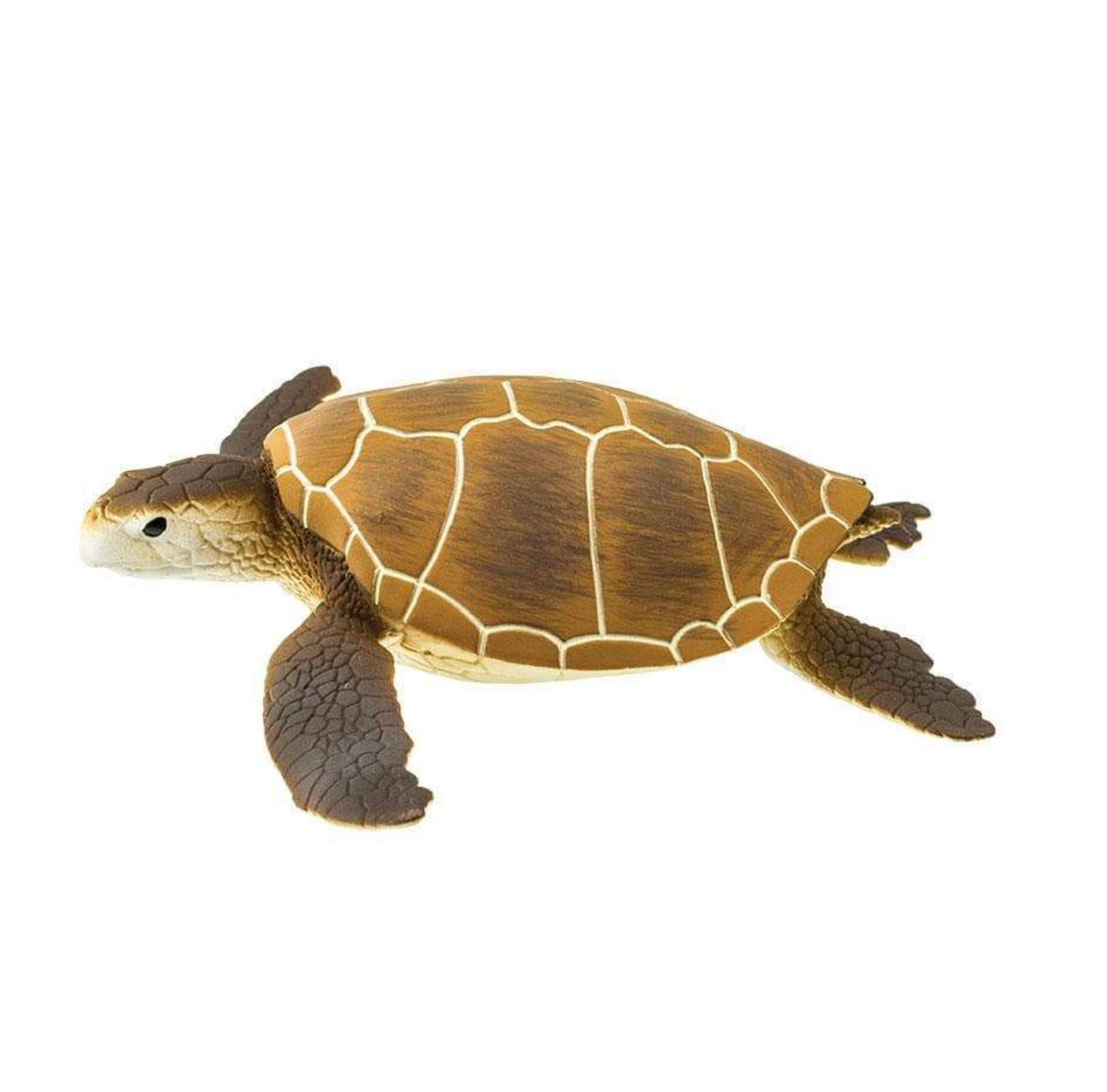 Green Sea Turtle-202329